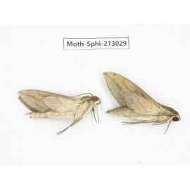 Sphingidae sp. China, Guizhou, Tongren, Mt.Fanjingshan. 2Pcs. Moth-Sphi-213029.