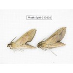 Sphingidae sp. China, Guizhou, Tongren, Mt.Fanjingshan. 2Pcs. Moth-Sphi-213030.