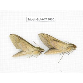 Sphingidae sp. China, Guizhou, Tongren, Mt.Fanjingshan. 2Pcs. Moth-Sphi-213030.