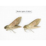 Sphingidae sp. China, Guizhou, Tongren, Mt.Fanjingshan. 2Pcs. Moth-Sphi-213031.