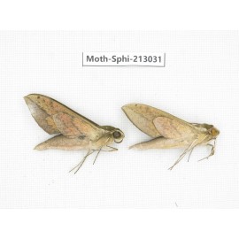 Sphingidae sp. China, Guizhou, Tongren, Mt.Fanjingshan. 2Pcs. Moth-Sphi-213031.