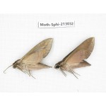 Sphingidae sp. China, Guizhou, Tongren, Mt.Fanjingshan. 2Pcs. Moth-Sphi-213032.
