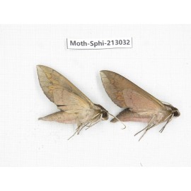 Sphingidae sp. China, Guizhou, Tongren, Mt.Fanjingshan. 2Pcs. Moth-Sphi-213032.