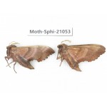 Sphingidae sp. China, Heilongjiang, Jiamusi. 2Pcs. Moth-Sphi-21053.