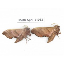 Sphingidae sp. China, Heilongjiang, Jiamusi. 2Pcs. Moth-Sphi-21053.