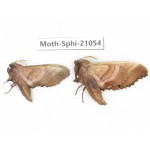 Sphingidae sp. China, Heilongjiang, Jiamusi. 2Pcs. Moth-Sphi-21054.
