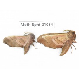 Sphingidae sp. China, Heilongjiang, Jiamusi. 2Pcs. Moth-Sphi-21054.