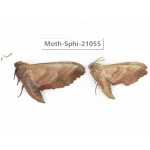 Sphingidae sp. China, Heilongjiang, Jiamusi. 2Pcs. Moth-Sphi-21055.
