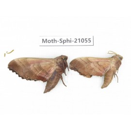 Sphingidae sp. China, Heilongjiang, Jiamusi. 2Pcs. Moth-Sphi-21055.