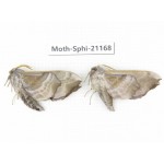 Sphingidae sp. China, Heilongjiang, Jiamusi. 2Pcs. Moth-Sphi-21168.