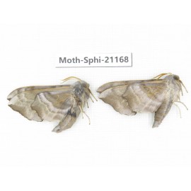 Sphingidae sp. China, Heilongjiang, Jiamusi. 2Pcs. Moth-Sphi-21168.