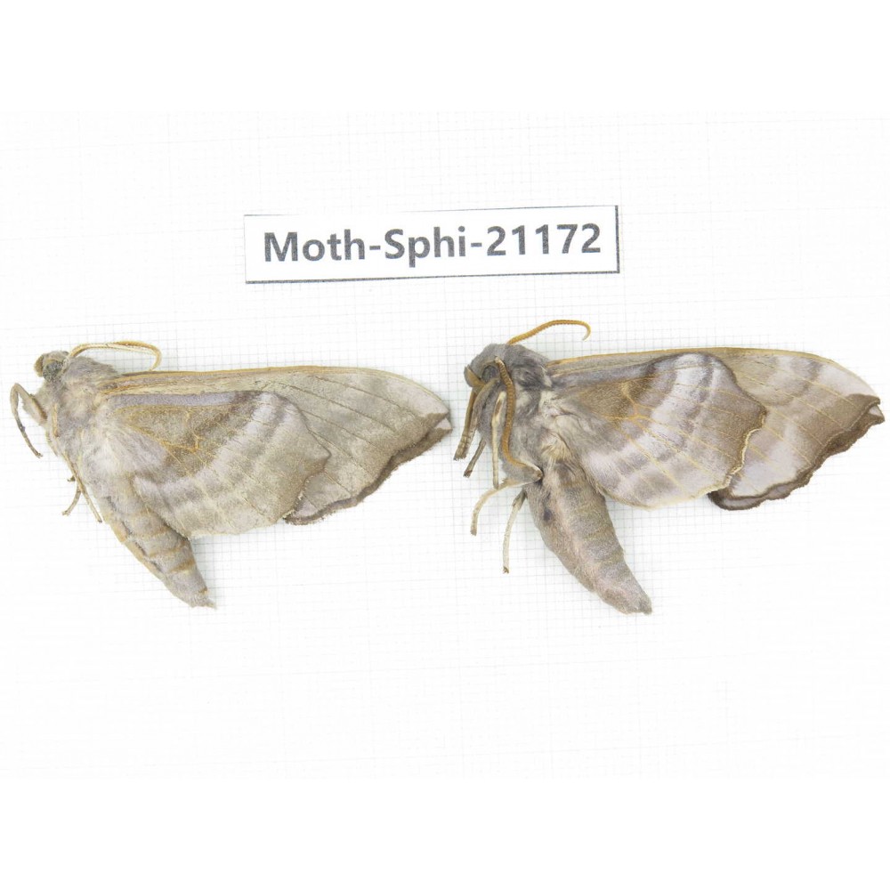 Sphingidae sp. China, Heilongjiang, Jiamusi. 2Pcs. Moth-Sphi-21172.