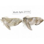 Sphingidae sp. China, Heilongjiang, Jiamusi. 2Pcs. Moth-Sphi-21172.