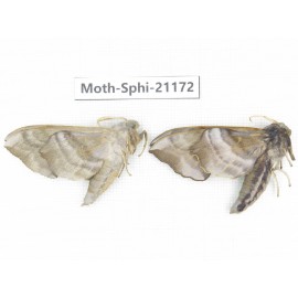 Sphingidae sp. China, Heilongjiang, Jiamusi. 2Pcs. Moth-Sphi-21172.