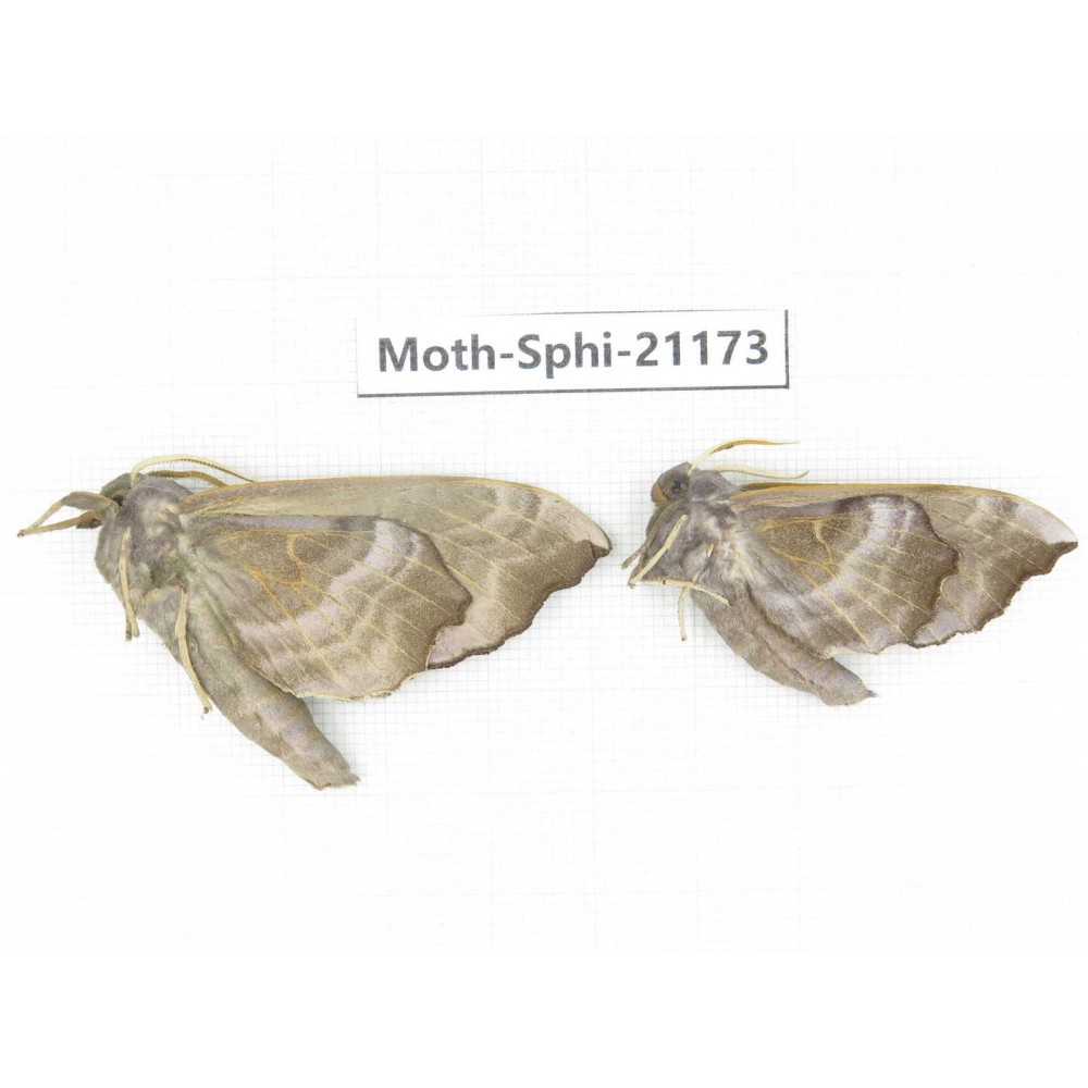 Sphingidae sp. China, Heilongjiang, Jiamusi. 2Pcs. Moth-Sphi-21173.