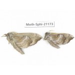 Sphingidae sp. China, Heilongjiang, Jiamusi. 2Pcs. Moth-Sphi-21173.