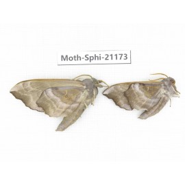 Sphingidae sp. China, Heilongjiang, Jiamusi. 2Pcs. Moth-Sphi-21173.