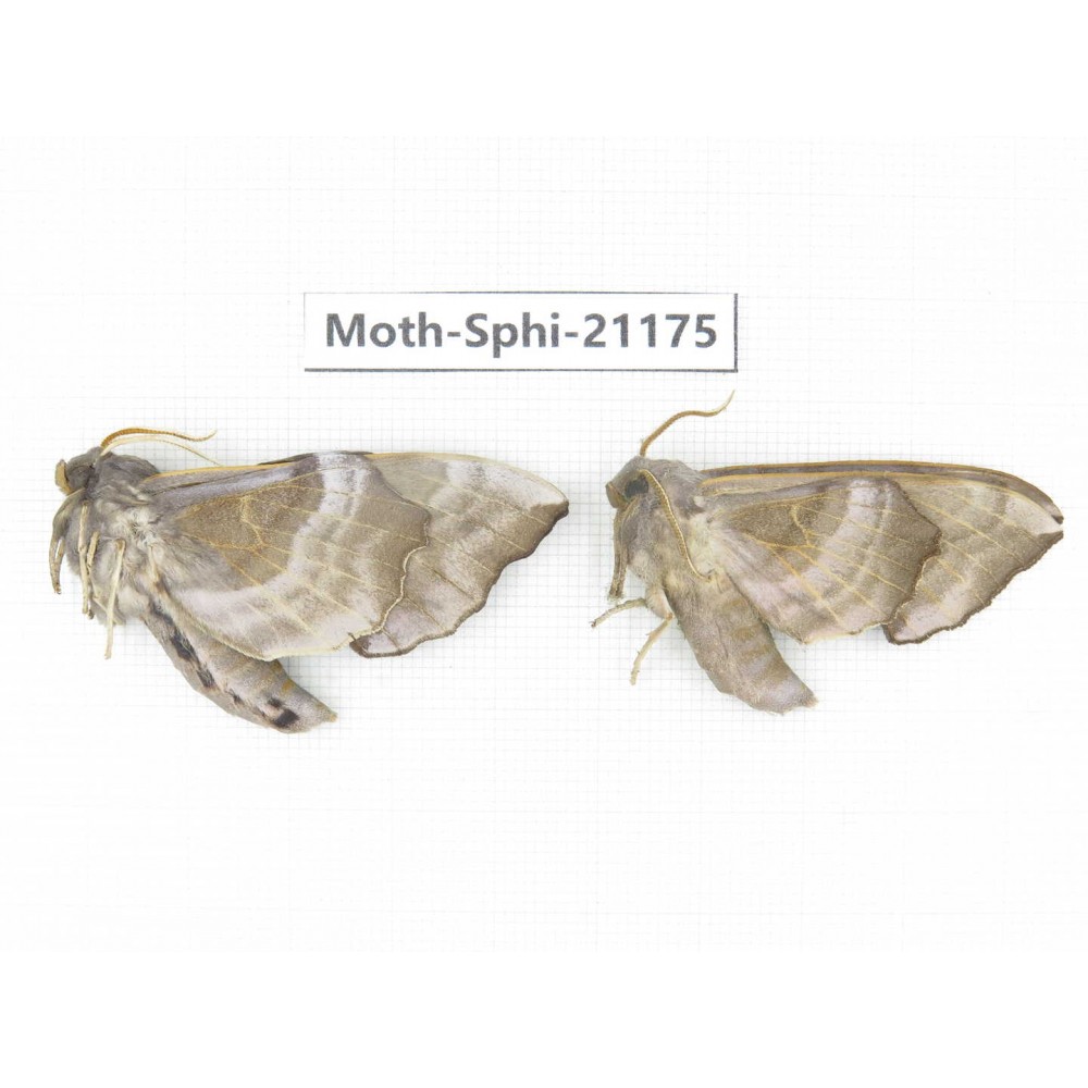 Sphingidae sp. China, Heilongjiang, Jiamusi. 2Pcs. Moth-Sphi-21175.