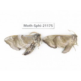 Sphingidae sp. China, Heilongjiang, Jiamusi. 2Pcs. Moth-Sphi-21175.