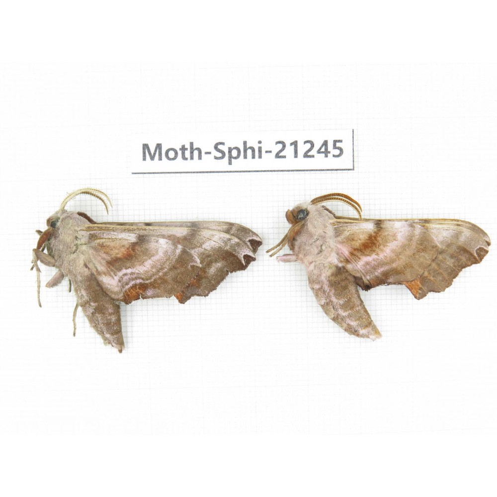 Sphingidae sp. China, Heilongjiang, Jiamusi. 2Pcs. Moth-Sphi-21245.