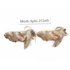 Sphingidae sp. China, Heilongjiang, Jiamusi. 2Pcs. Moth-Sphi-21245.