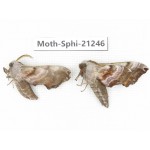 Sphingidae sp. China, Heilongjiang, Jiamusi. 2Pcs. Moth-Sphi-21246.