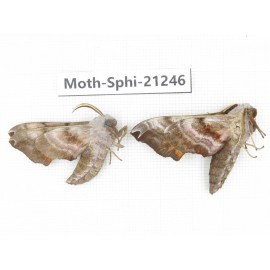 Sphingidae sp. China, Heilongjiang, Jiamusi. 2Pcs. Moth-Sphi-21246.