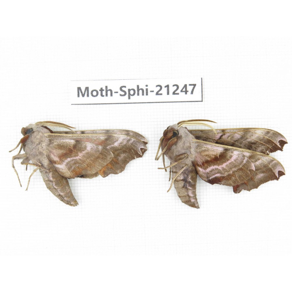 Sphingidae sp. China, Heilongjiang, Jiamusi. 2Pcs. Moth-Sphi-21247.