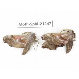 Sphingidae sp. China, Heilongjiang, Jiamusi. 2Pcs. Moth-Sphi-21247.