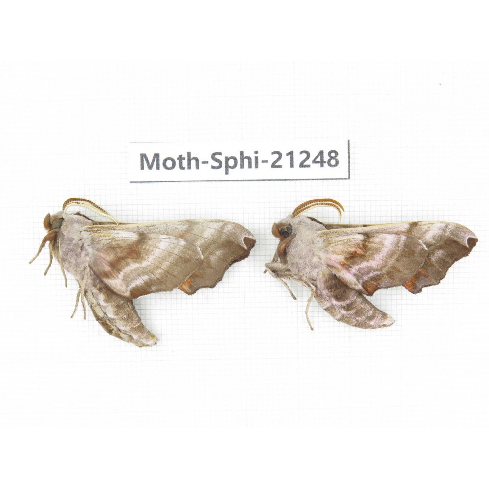 Sphingidae sp. China, Heilongjiang, Jiamusi. 2Pcs. Moth-Sphi-21248.