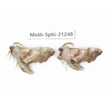 Sphingidae sp. China, Heilongjiang, Jiamusi. 2Pcs. Moth-Sphi-21248.