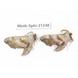 Sphingidae sp. China, Heilongjiang, Jiamusi. 2Pcs. Moth-Sphi-21248.