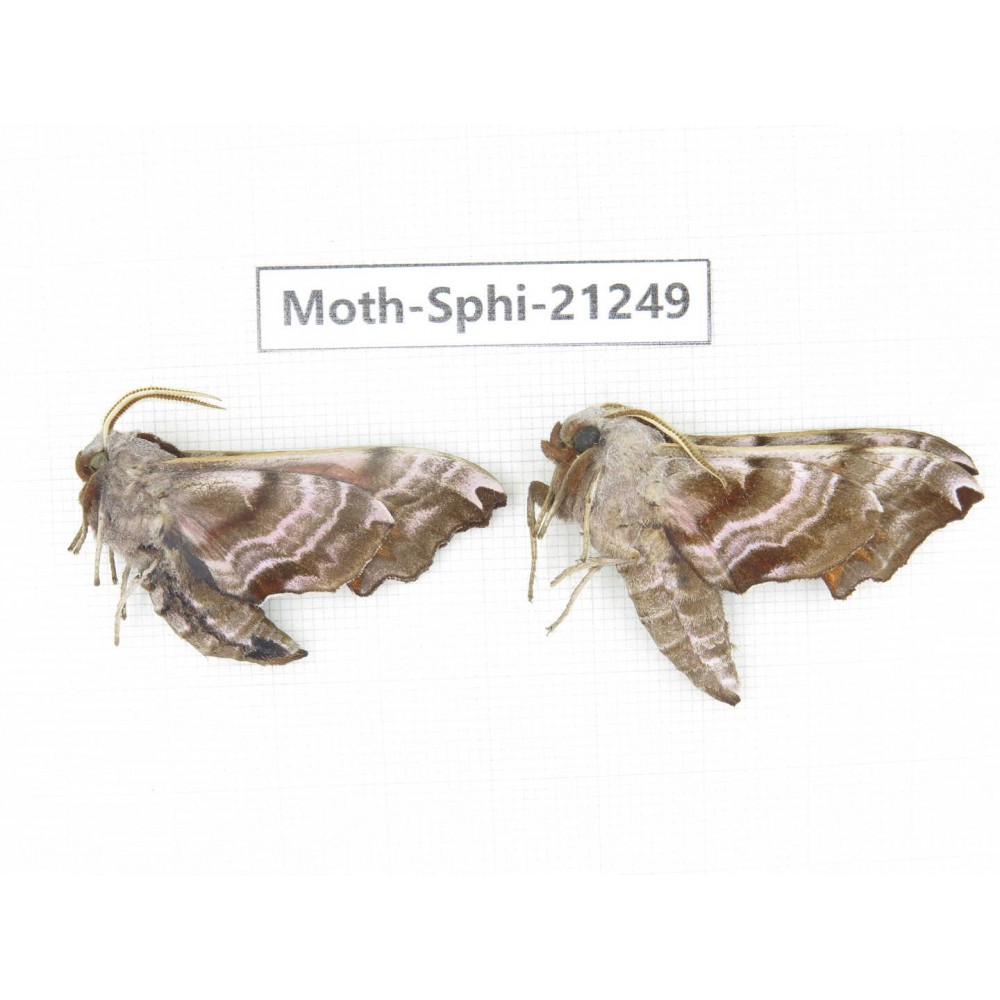 Sphingidae sp. China, Heilongjiang, Jiamusi. 2Pcs. Moth-Sphi-21249.