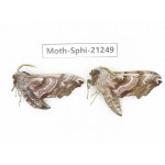 Sphingidae sp. China, Heilongjiang, Jiamusi. 2Pcs. Moth-Sphi-21249.