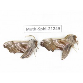 Sphingidae sp. China, Heilongjiang, Jiamusi. 2Pcs. Moth-Sphi-21249.