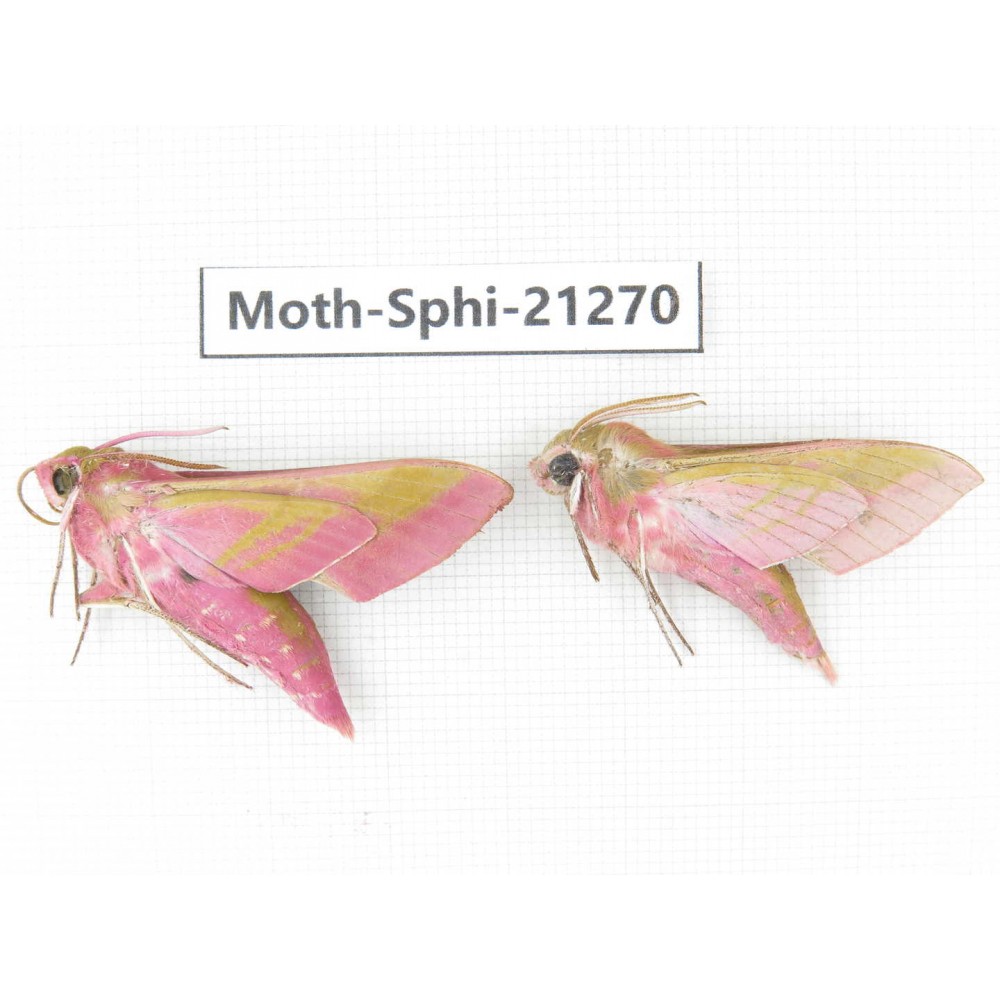 Sphingidae sp. China, Heilongjiang, Jiamusi. 2Pcs. Moth-Sphi-21270.
