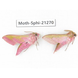 Sphingidae sp. China, Heilongjiang, Jiamusi. 2Pcs. Moth-Sphi-21270.