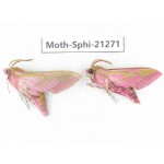 Sphingidae sp. China, Heilongjiang, Jiamusi. 2Pcs. Moth-Sphi-21271.