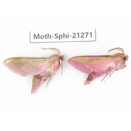 Sphingidae sp. China, Heilongjiang, Jiamusi. 2Pcs. Moth-Sphi-21271.