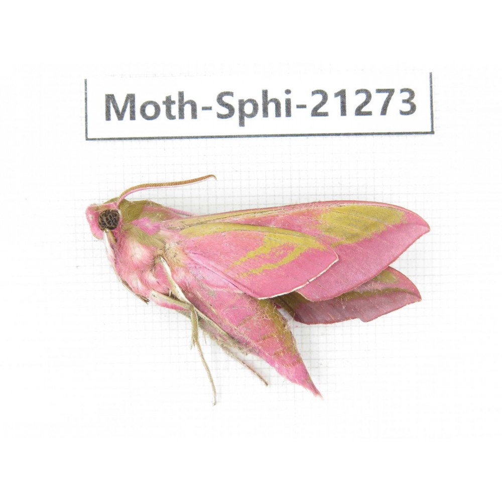 Sphingidae sp. China, Heilongjiang, Jiamusi. 1Pcs. Moth-Sphi-21273.