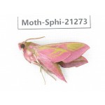 Sphingidae sp. China, Heilongjiang, Jiamusi. 1Pcs. Moth-Sphi-21273.