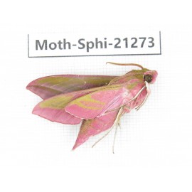 Sphingidae sp. China, Heilongjiang, Jiamusi. 1Pcs. Moth-Sphi-21273.