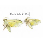 Sphingidae sp. China, Heilongjiang, Jiamusi. 2Pcs. Moth-Sphi-21314.