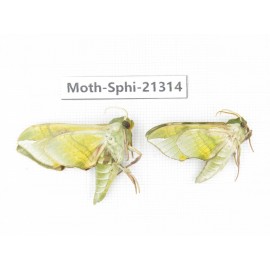 Sphingidae sp. China, Heilongjiang, Jiamusi. 2Pcs. Moth-Sphi-21314.