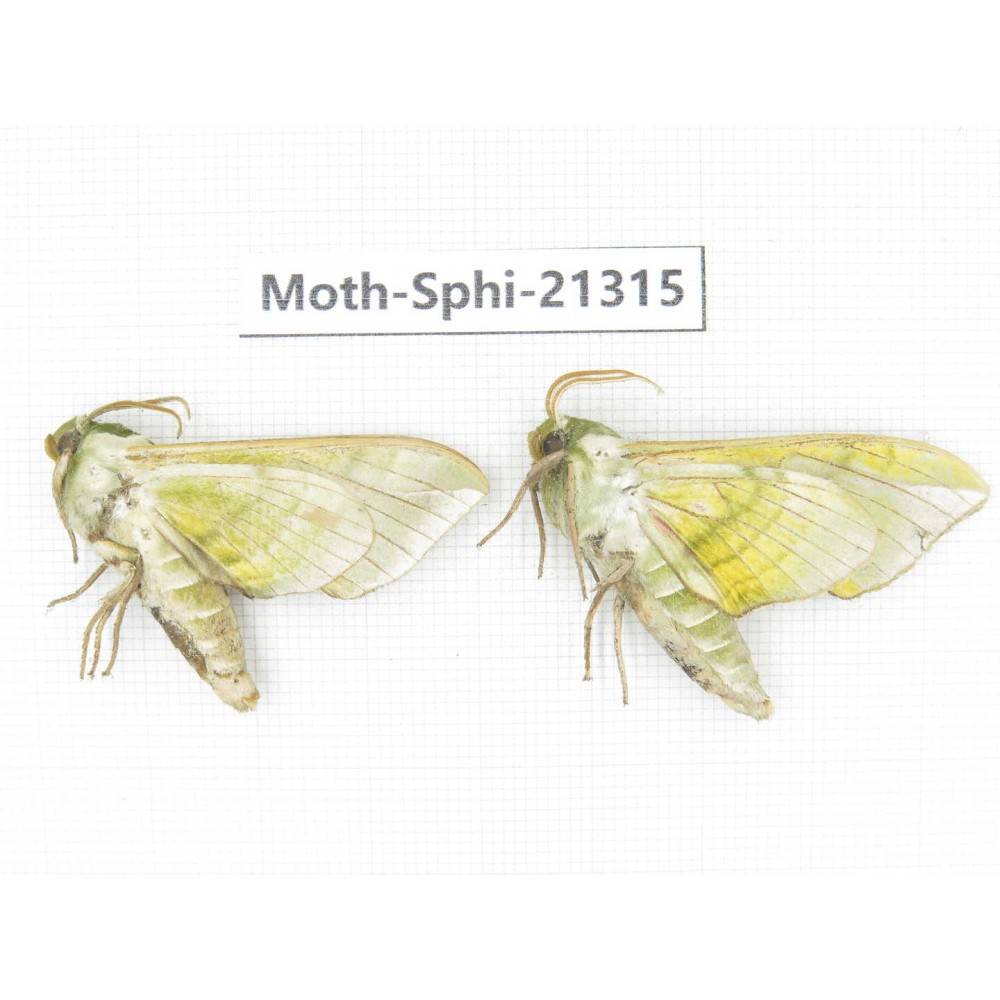 Sphingidae sp. China, Heilongjiang, Jiamusi. 2Pcs. Moth-Sphi-21315.