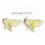 Sphingidae sp. China, Heilongjiang, Jiamusi. 2Pcs. Moth-Sphi-21315.