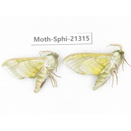 Sphingidae sp. China, Heilongjiang, Jiamusi. 2Pcs. Moth-Sphi-21315.