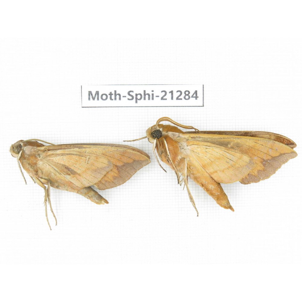 Sphingidae sp. China, Heilongjiang, Jiamusi. 2Pcs. Moth-Sphi-21284.