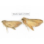 Sphingidae sp. China, Heilongjiang, Jiamusi. 2Pcs. Moth-Sphi-21284.
