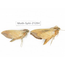 Sphingidae sp. China, Heilongjiang, Jiamusi. 2Pcs. Moth-Sphi-21284.